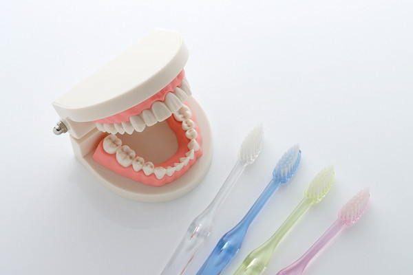 歯型模型と歯ブラシ